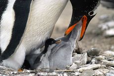 Eselspinguin (67 von 97).jpg